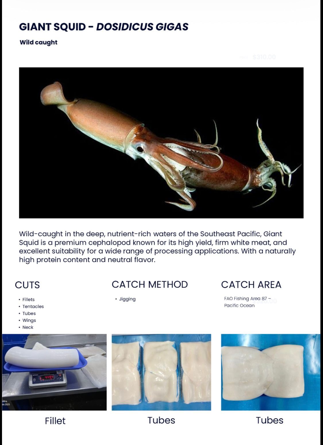 Giant Squid Datenblatt
